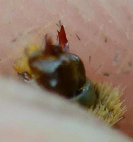 Melitaea athalia celadussa