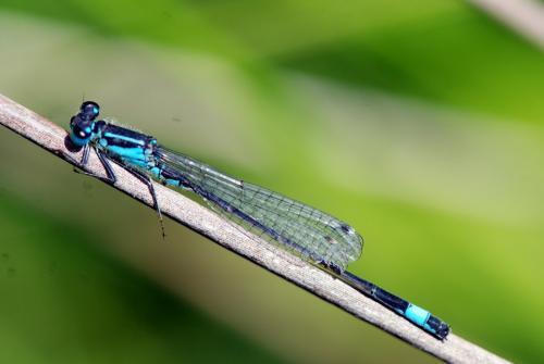 Ischnura elegans