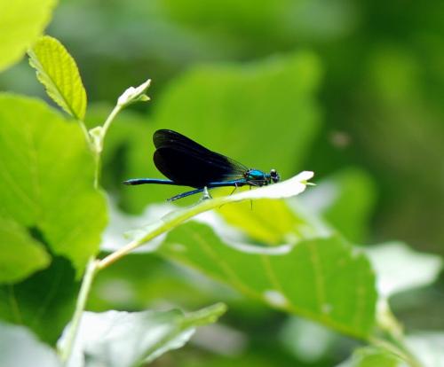 Calopteryx virgo