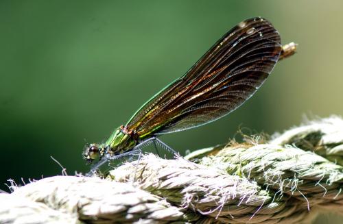 Calopteryx virgo