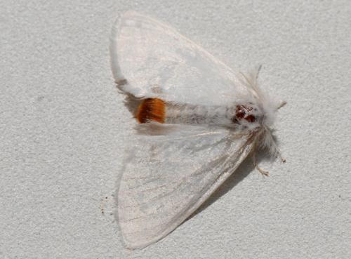 Euproctis similis