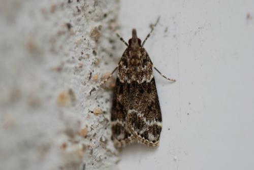 Eudonia mercurella