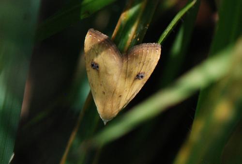 Réf. 124 814 : Rivula sericealis