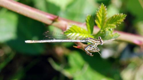 Platycnemis pennipes