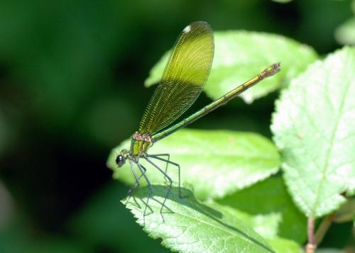 Calopteryx splendens