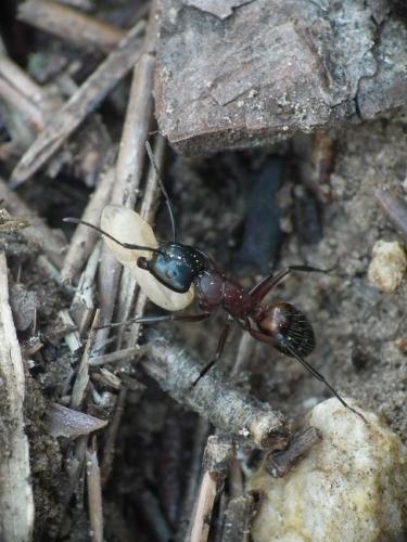 Réf. 124 408 : Camponotus ligniperda