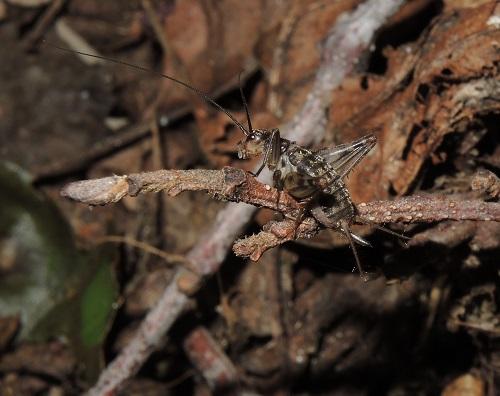 Petaloptila andreinii