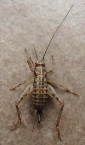 Petaloptila andreinii