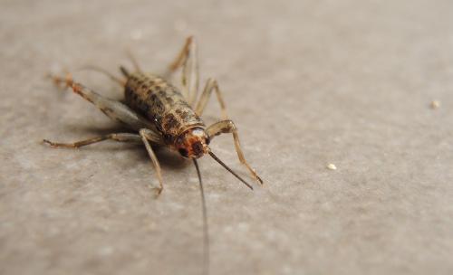 Petaloptila andreinii