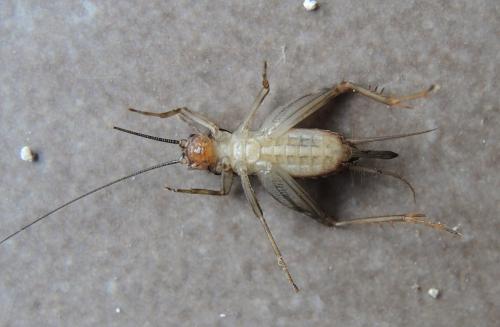 Petaloptila andreinii