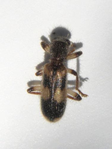 Opilo domesticus