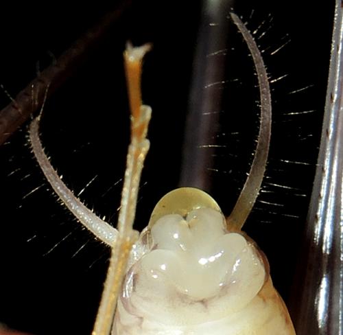 Dolichopoda bormansi