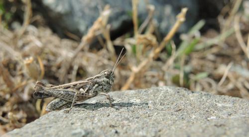 Réf. 124 390 : Omocestus defauti
