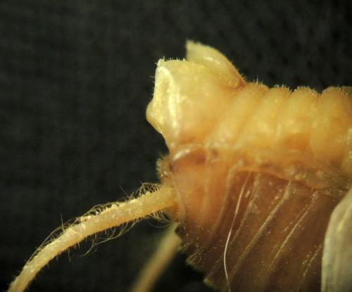 Dolichopoda bormansi