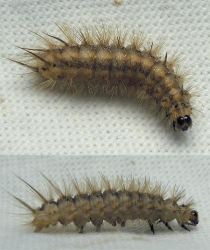 Phragmatobia fuliginosa