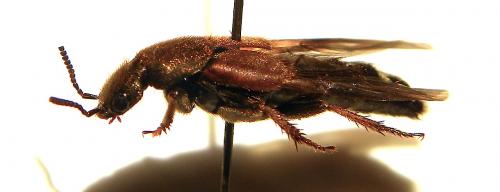 Réf. 124 426 : Platydracus chalcocephalus