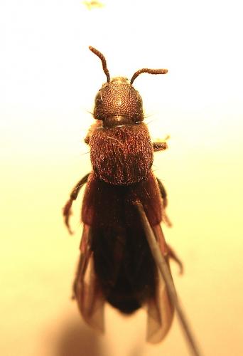 Réf. 124 427 : Platydracus chalcocephalus