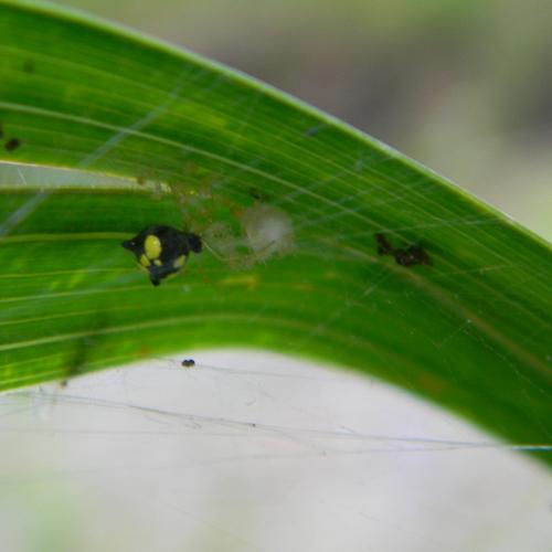 Réf. 124 773 : Theridula gonygaster