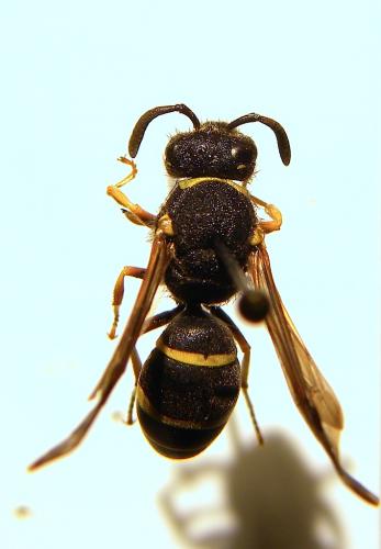 Réf. 124 931 : Odynerus sp.