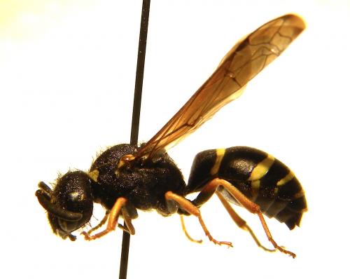 Réf. 124 932 : Odynerus sp.