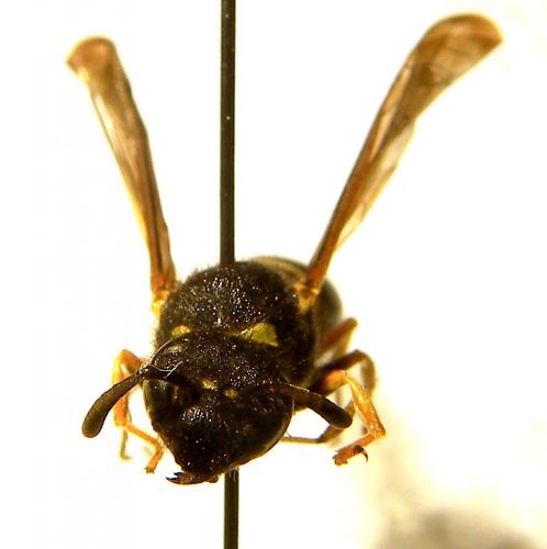 Odynerus sp.