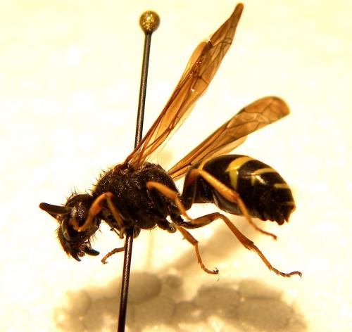 Réf. 124 934 : Odynerus sp.