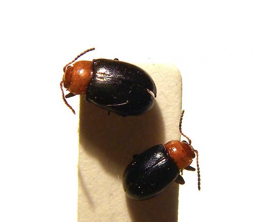 Podagrica fuscipes