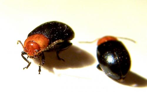 Podagrica fuscipes