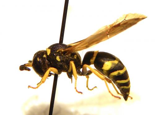 Odynerus reniformis