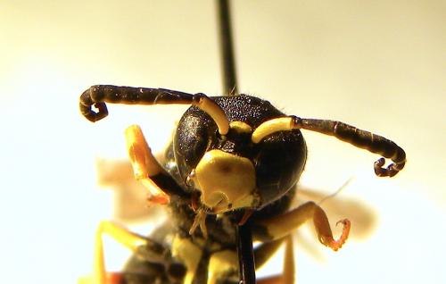 Odynerus reniformis