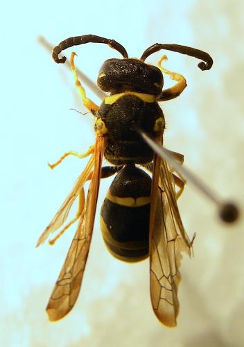 Odynerus reniformis