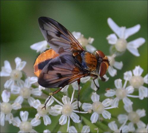 Ectophasia crassipennis