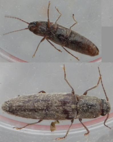 Synaptus filiformis