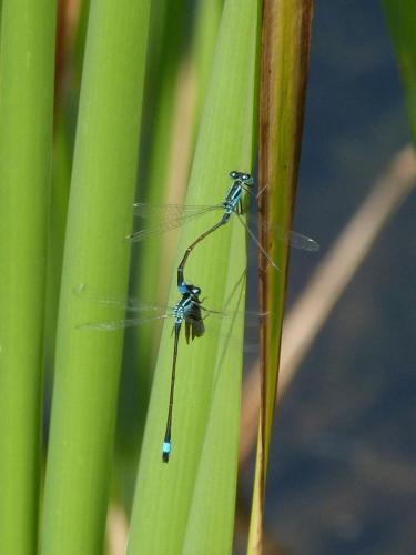 Ischnura elegans