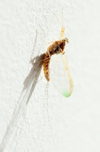Cloeon dipterum