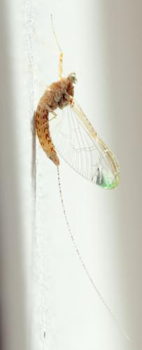 Cloeon dipterum