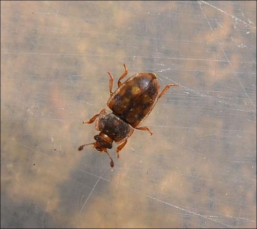 Epuraea guttata