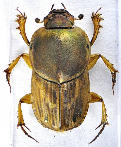 Réf. 124 913 : Euoniticellus fulvus