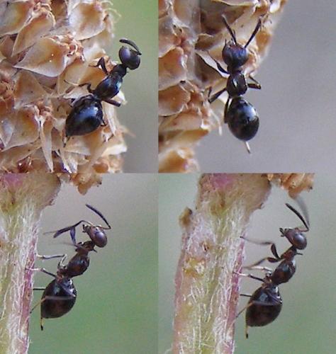 Réf. 124 334 : Eupelmus sp.