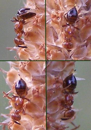 Réf. 124 335 : Eupelmus aseculatus