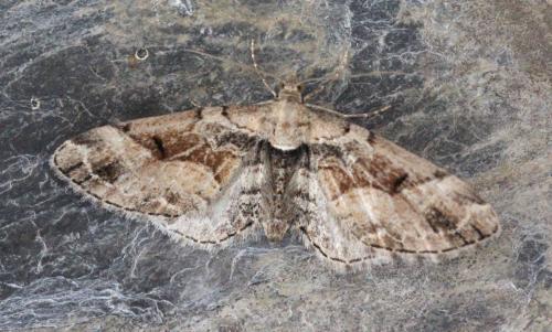 Eupithecia sinuosaria