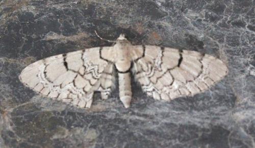 Réf. 124 552 : Eupithecia venosata