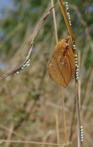 Réf. 124 972 : Euthrix potatoria