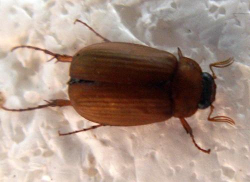 Serica brunnea