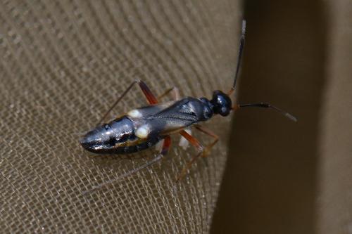 Globiceps sp.