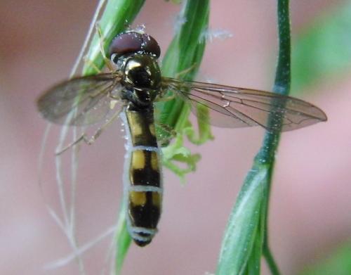 Melanostoma scalare