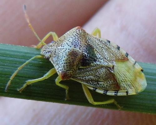 Réf. 124 728 : Elasmucha grisea