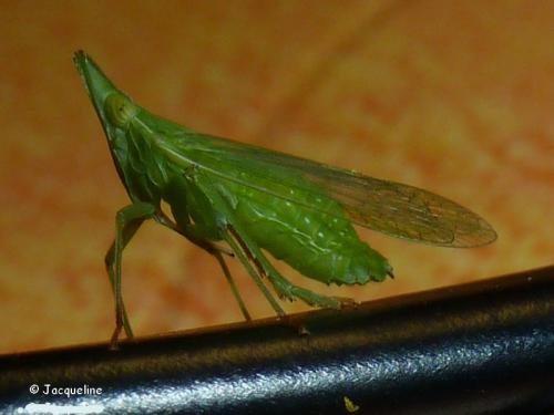 Dictyophara europaea