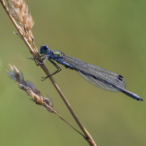Lestes sp.