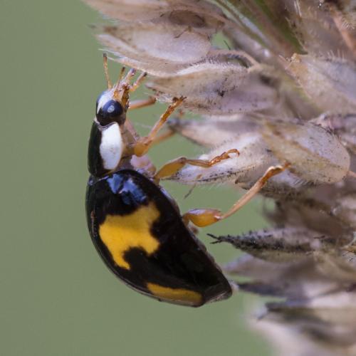 Harmonia axyridis